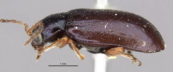 Media type: image;   Entomology 25032 Aspect: habitus lateral view